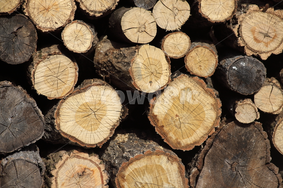 나무,장작,단면,wood,firewood,나무,trees,wood