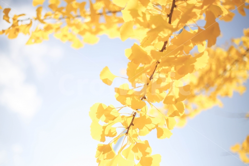 은행나무,단풍,가을,노랑색,나무,자연,가을,계절,fall,autumn,season,식물,자연,plants,nature,휴식,힐링,rest,relaxation,healing,tree,plant,leaf,잎