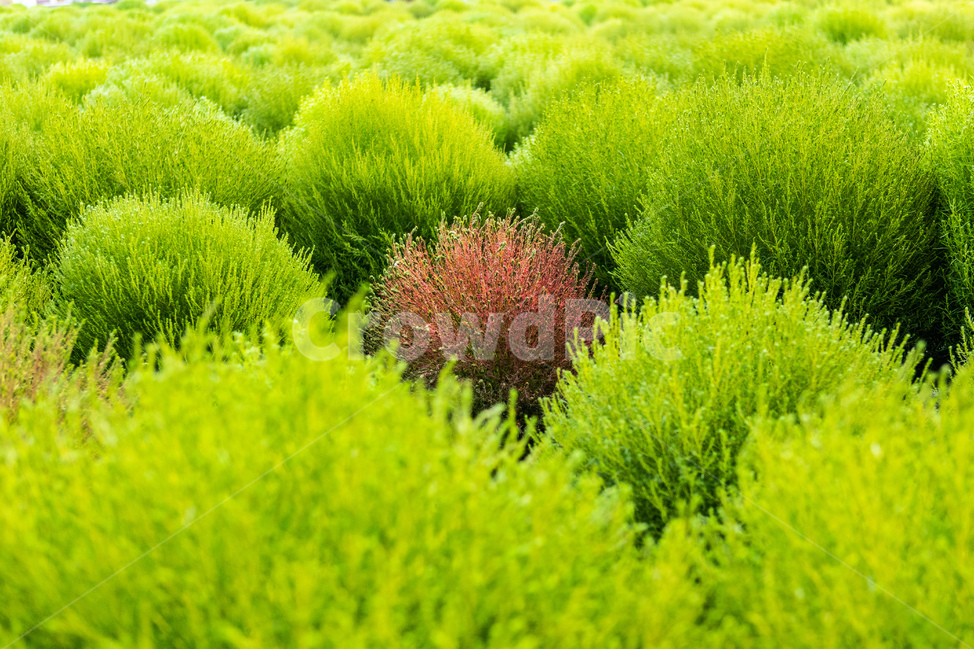 가을,식물,댑싸리,자연,자연풍경,푸른,식물,자연,plants,nature