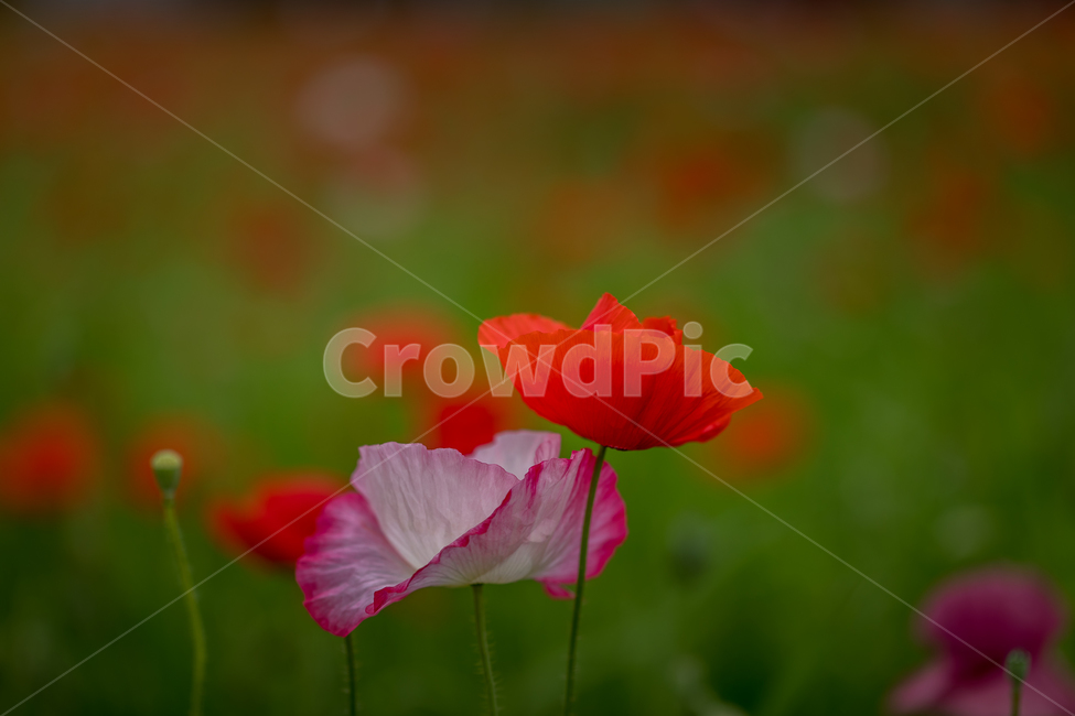 자연,꽃,양귀비,꽃양귀비,물의정원,접사,마크로,꽃잎,식물,nature,plant,macro,식물,자연,plants,nature,꽃,flower