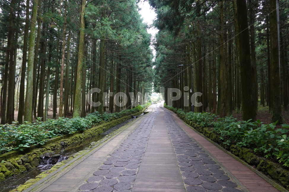 path,통로,수목원,숲,작은숲,나무,도로