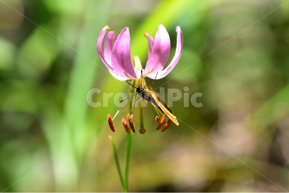솔나리,야생화,식물,자연,꽃,생태,힐링,플라워,wildflower,flower,plants,nature,season,감성,느낌,emotion,feeling,백합목,백합과,여름,백합속,분홍색,여러해살이풀,식물,자연,plants,nature,꽃,flower