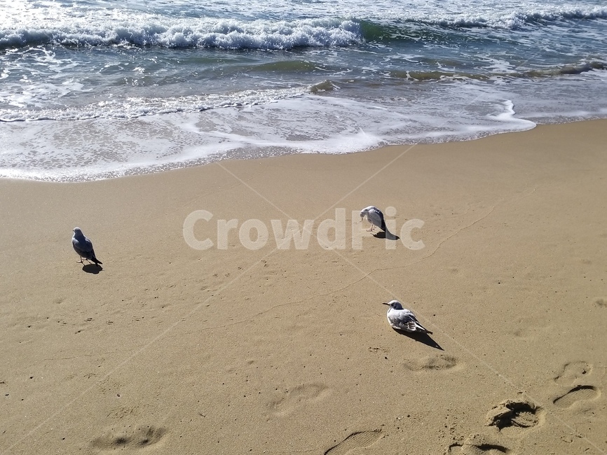 bird,새,sea,바다,자연,water,animal,해안선
