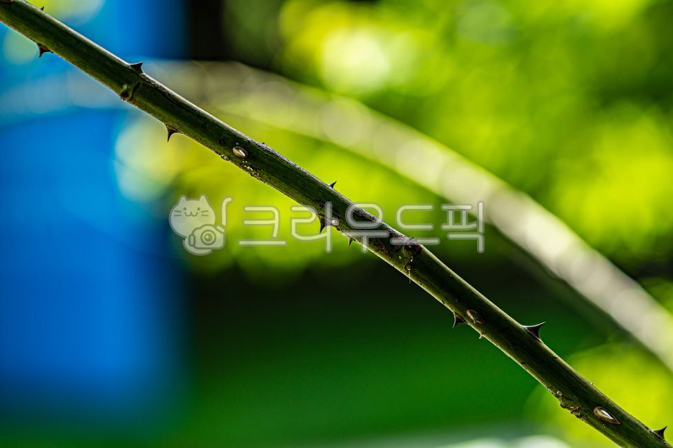 hawthorn, Sharp, Cassia tree, thorn tree, branch - Authentic Korean ...