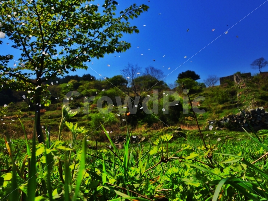 봄,벚꽃,꽃잎,자연,나무,자연,풍경,nature,landscape,봄,계절,spring,season