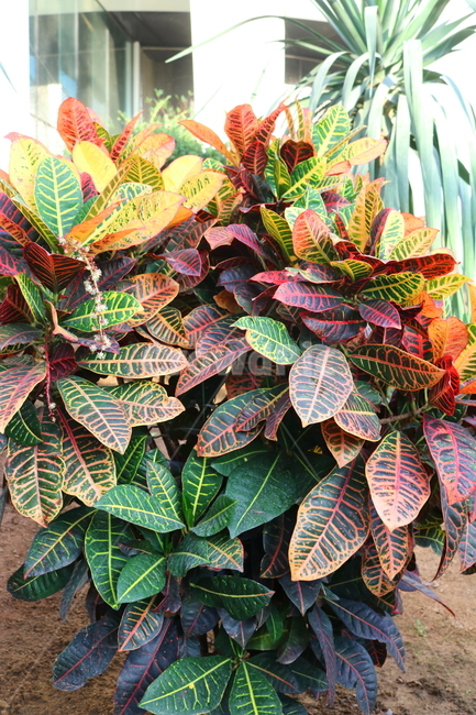 크로톤,나무,식물,관엽식물,대극과,공기정화식물,자연,변엽목,식물,자연,plants,nature