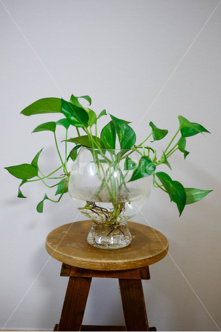 식물,인테리어,화분,초록,감성,나무,녹색,풀,식물,자연,plants,nature,실내용화초,화분,화초,house plant
