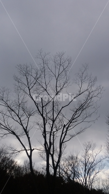 겨울나무,빈가지,겨울,쟂빛,나무,winter,겨울하늘,겨울,계절,winter,season,자연,풍경,nature,landscape,식물,plants,나무,trees,wood,실루엣,그림자,silhouette,shadow,tree,plant