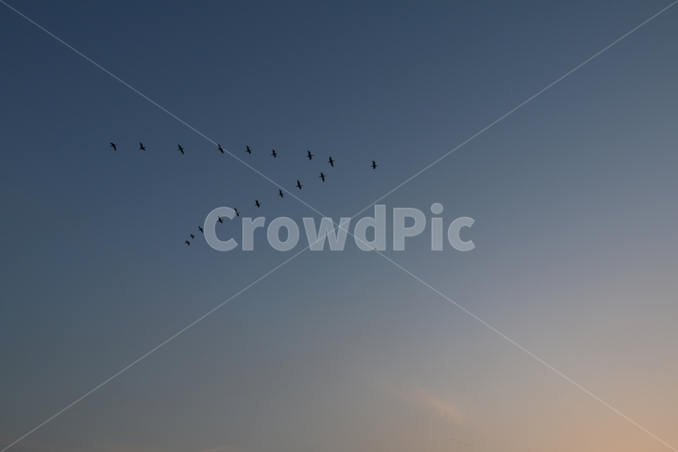 새,하늘,석양,자연,bird