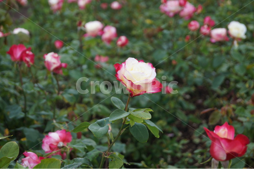 장미,로즈,rose,식물,꽃,flower,두가지색장미,복색장미,흰장미,식물,자연,plants,nature,꽃,flower