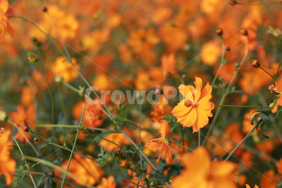 황화코스모스,코스모스,꽃,가을,가을꽃,가을,계절,fall,autumn,season,식물,자연,plants,nature,꽃,flower,plant,leaf,잎