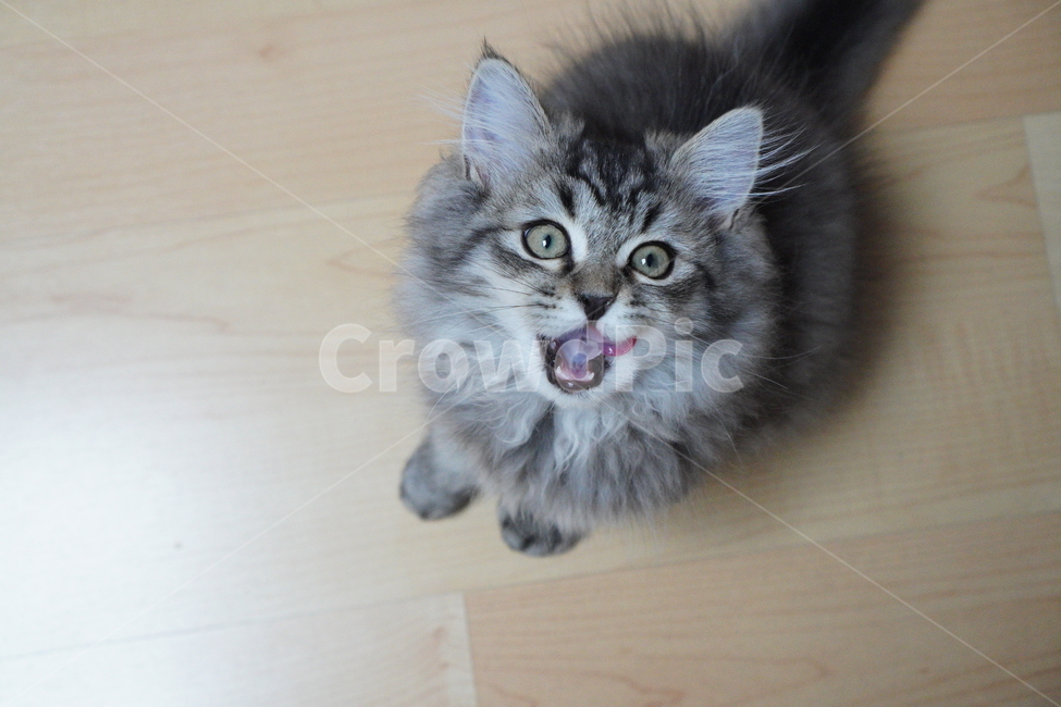 고양이,어리고양이,아기고양이,페르시안고양이,반려묘,냥이,동물,animal,포유류,mammal,고양이,cat,kitten,kitty