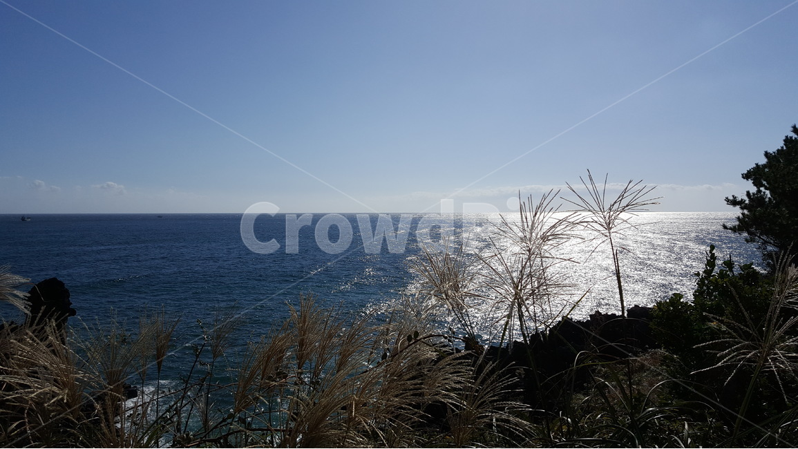 갈대,바다,하늘,가을,풍경,reed,sea,ocean,sky,fall,autumn,scenary,seascape,horizon,가을,계절,fall,autumn,season,자연,풍경,nature,landscape
