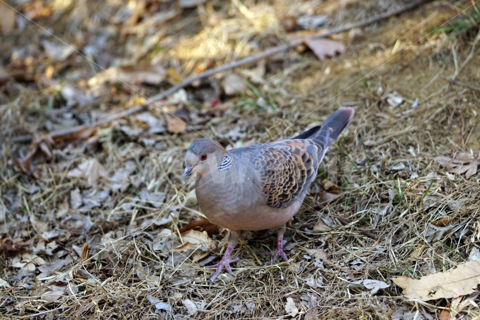 동물,새,조류,비둘기,산비둘기,멧비둘기,bird,산,나무,풀,잡초,나뭇가지,식물,자연,풍경,낙엽,평화,lanscsape,스냅,snap,공원,산책,뒤뚱뒤뚱,생명,nature,동물,animal,조류,새,birds