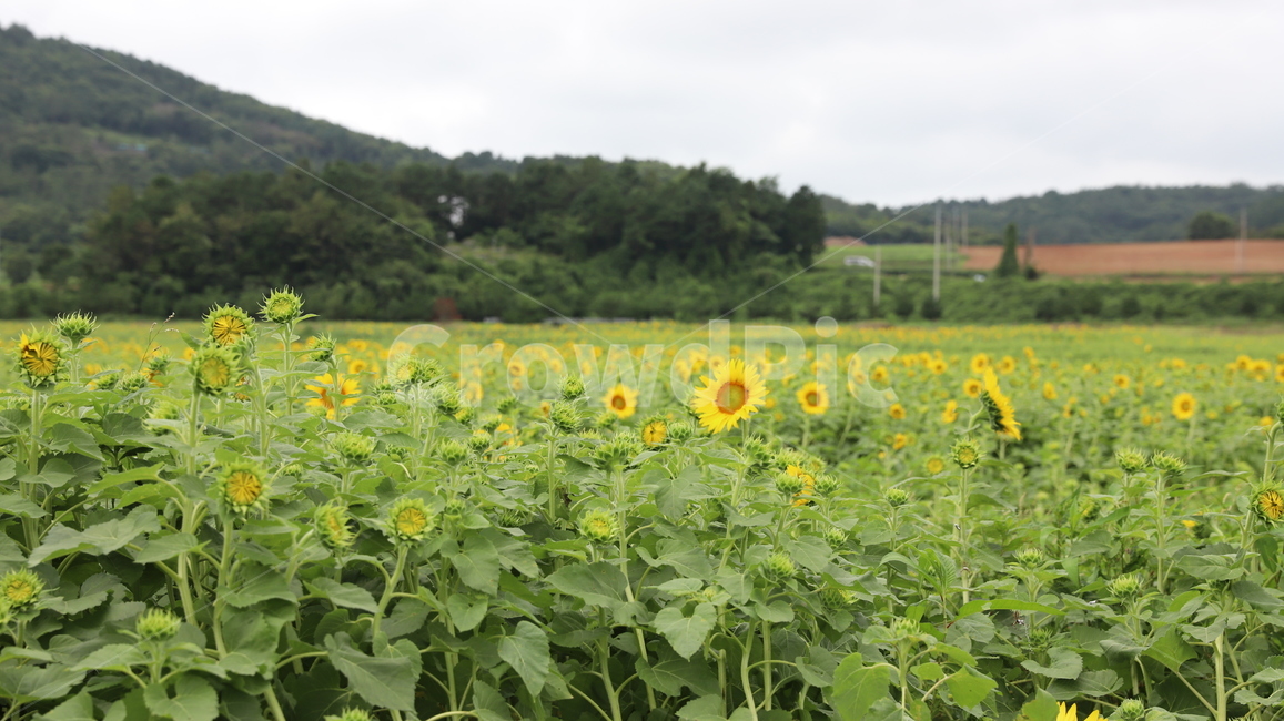 해남,해남해바라기축제,노란꽃,해바라기,파란하늘,하늘,구름,자연,초록,식물,축제,해바리기꽃,여름,계절