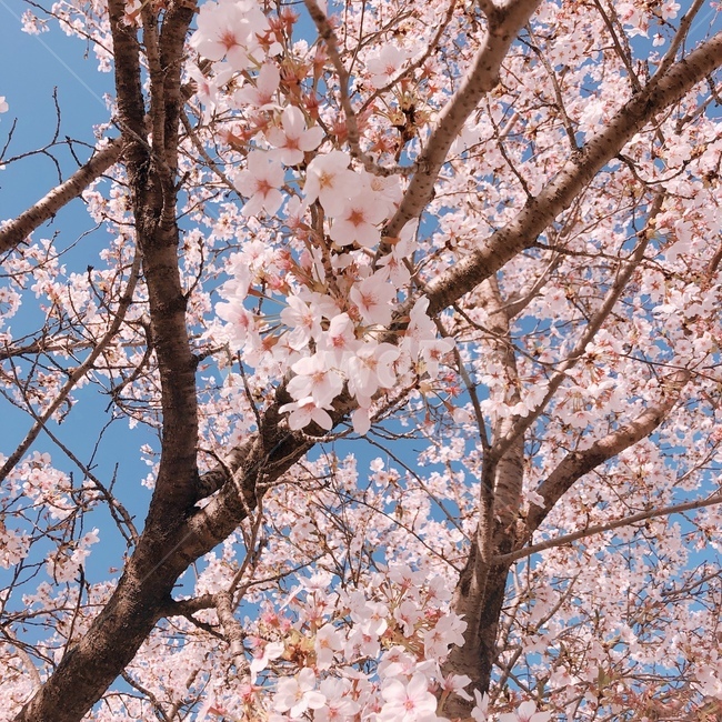 벚꽃,꽃,핑크,벚나무,봄,나무,자연,spring,cherryblossom,season