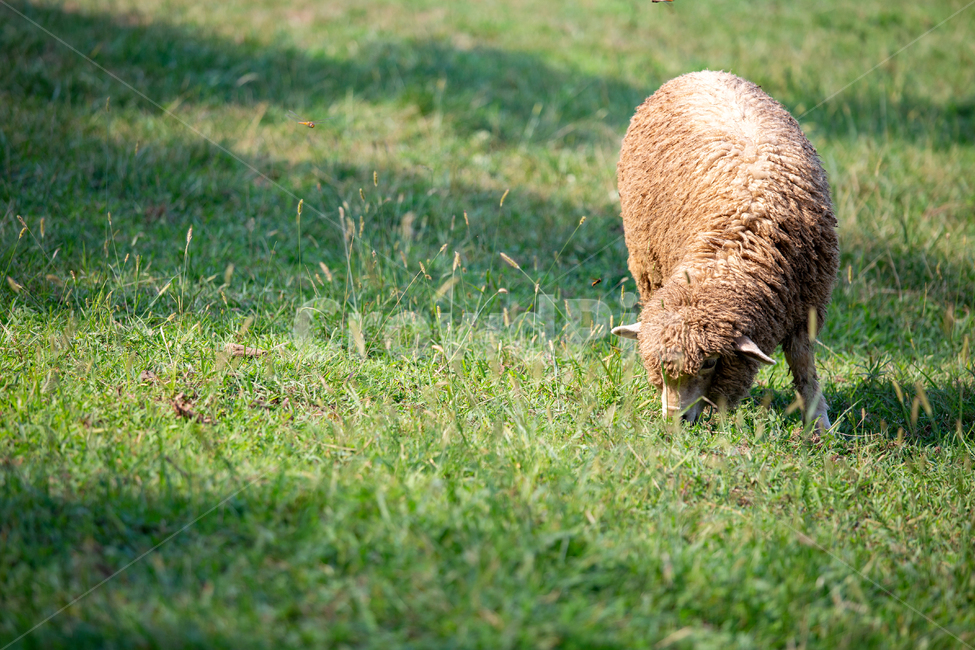 양,동물,자연,풀,들판,sheep,animal,배경,동물,animal,포유류,mammal