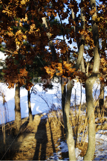 나무,겨울,winter,풍경,설경,눈,식물,자연,plants,nature,나무,trees,wood