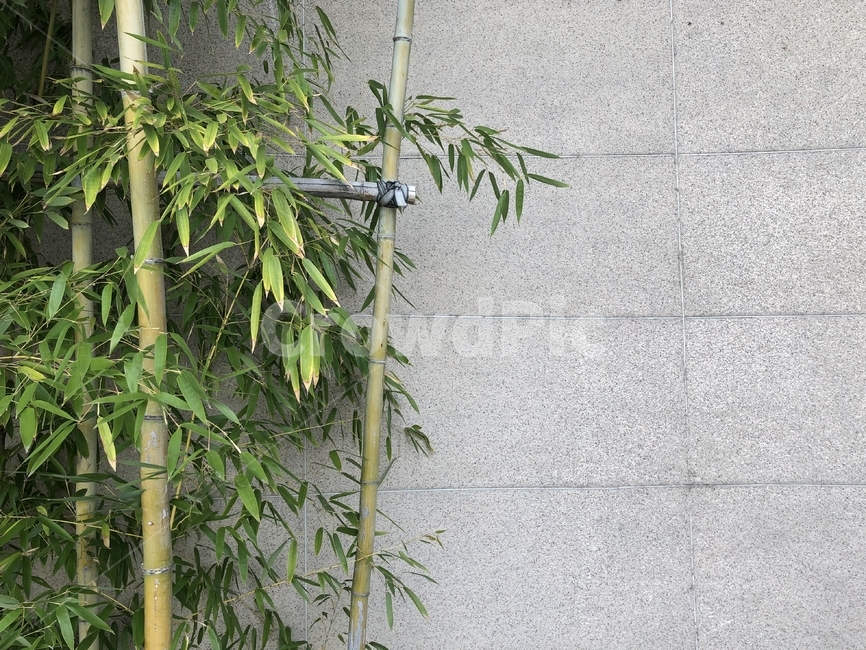 대나무,바탕이미지,배경이미지,배경,벽,바탕,bamboo,background,image,basis