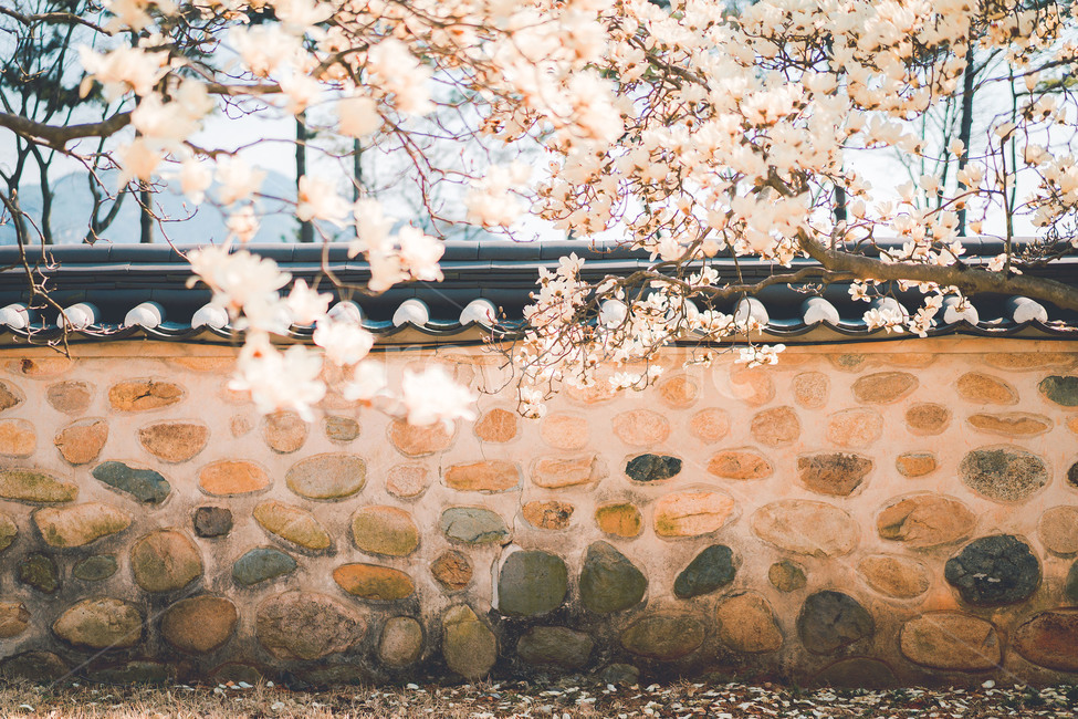 꽃,식물,목련,목련꽃,flower,plant,tree,magnolia,흰꽃