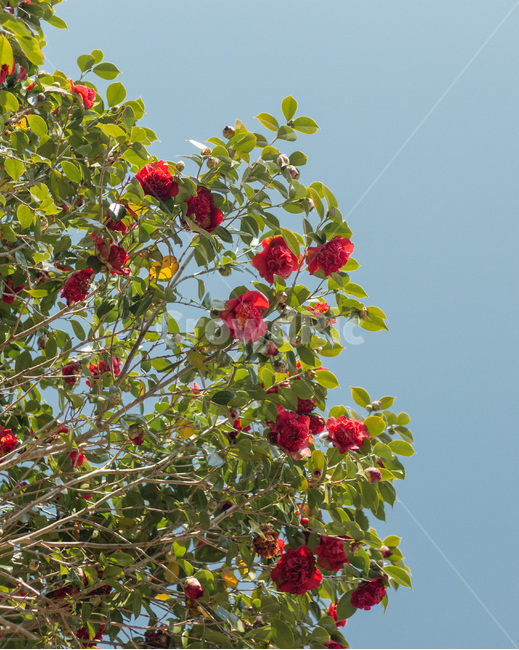 봄,봄꽃,동백,동백꽃,제주도,식물,자연,plants,nature,꽃,flower
