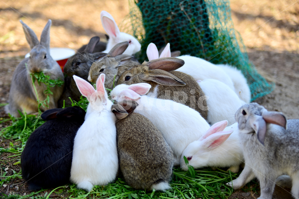 토끼,집토끼,가축,동물,큰귀,귀여운,rbbit,animal,포유류,mammal