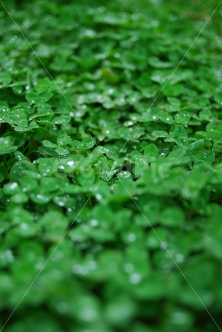 행복,행운,클로버,토끼풀,초록,식물,식물,자연,plants,nature
