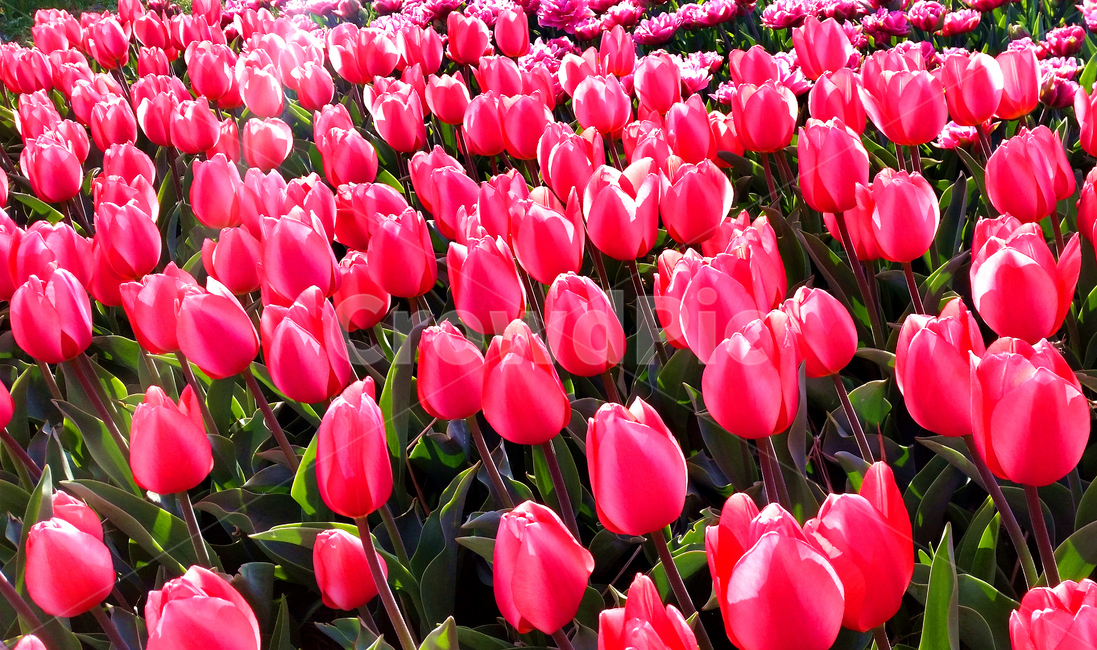 튤립,tulip,식물,plant,색상,color,핑크,pink,꽃,flower,식물,자연,plants,nature,꽃,flower