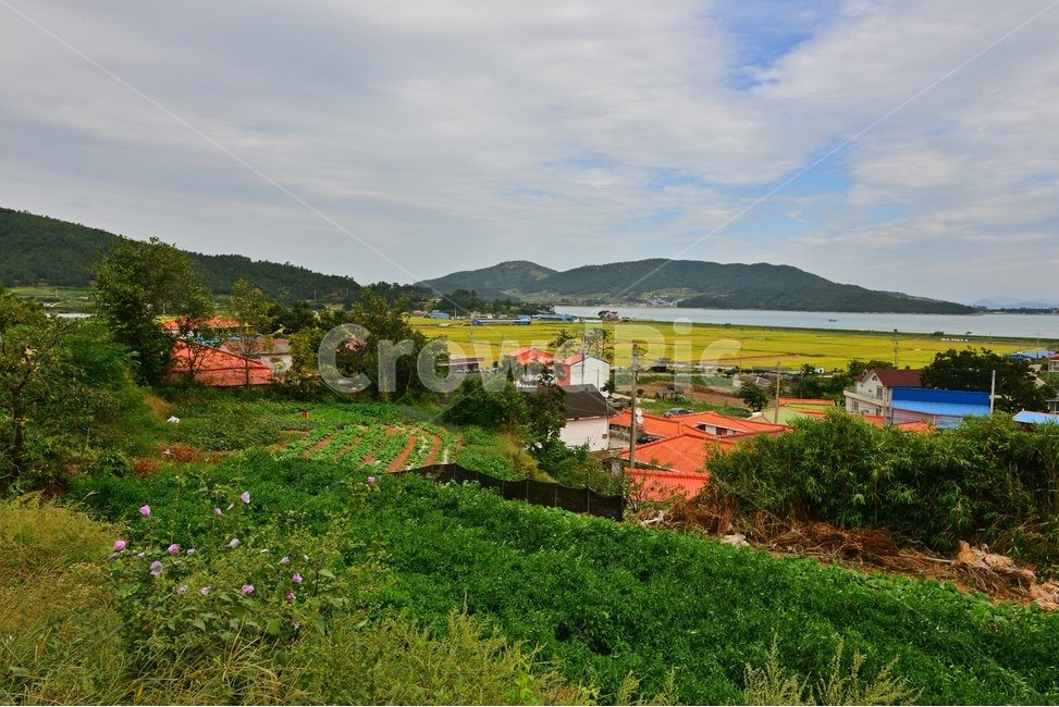 nature,자연,plant,outdoors,옥외,blossom,flower,꽃,field,들,grassland,rural,농촌,farm,농장,meadow,목초지,장흥,선학동마을,메밀곷축제,논,농업,농사,농경,경작,바다,하늘,구름