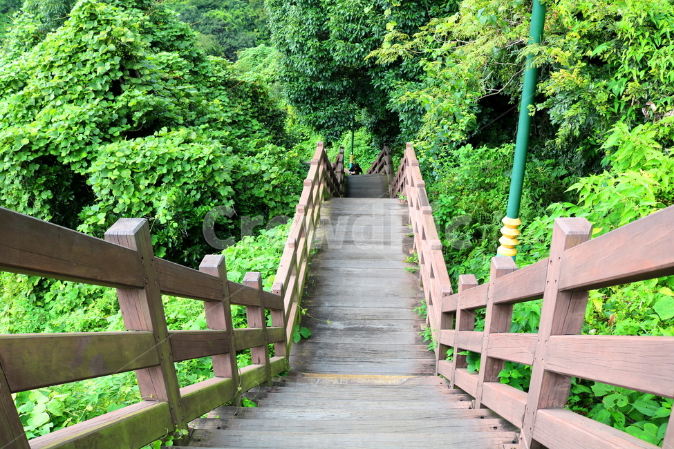 나무,자연,풍경,식물,계단,자연,풍경,nature,landscape,outdoors,옥외,arbour,정자,garden,정원
