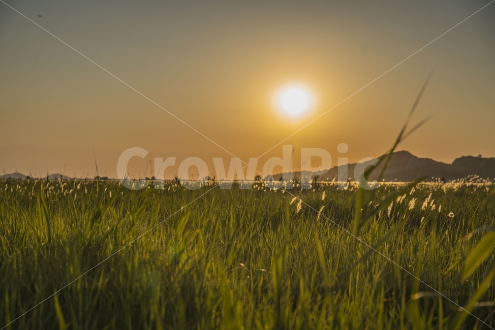 풍경,노을,저녁,수섬,출사,삘기꽃,백묘화,자연,풍경,nature,landscape,한국자연풍경,한국자연경관,korea nature landscape,감성,sensible,feeling,grass,잔디,plant,식물,grassland,목초지,outdoors,옥외,field,들