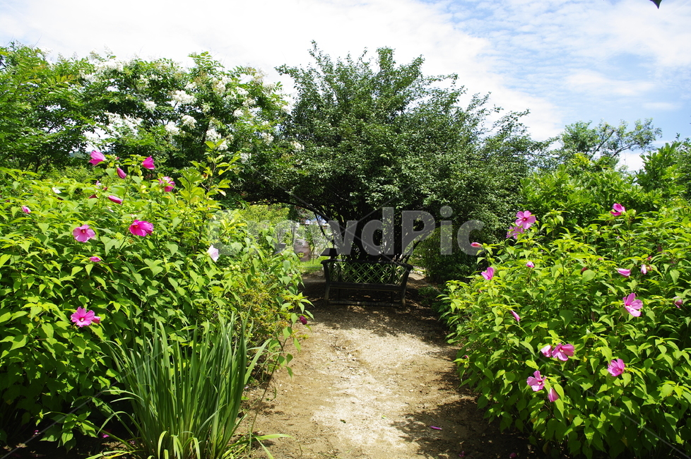 부용,꽃,flower,식물,plant,자연,nature,길