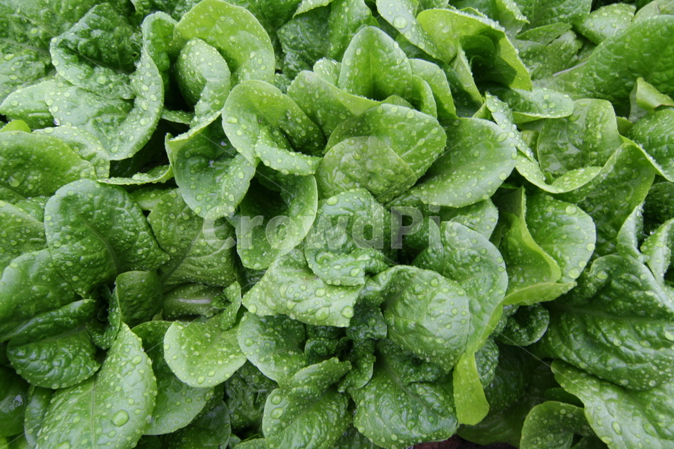 야채,물방울,초록,초록식물,식물,fresh,식물,자연,plants,nature,음식,식재료,요리,food,cook,meal,dishes,food reserves,채소,야채,vegetables