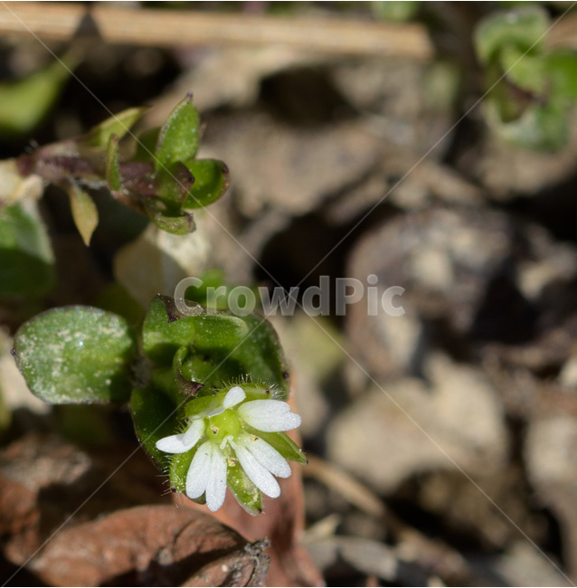 냉이꽃,봄꽃,냉이,잔디꽃,봄,새싹,봄,계절,spring,season,식물,자연,plants,nature,꽃,flower,plant