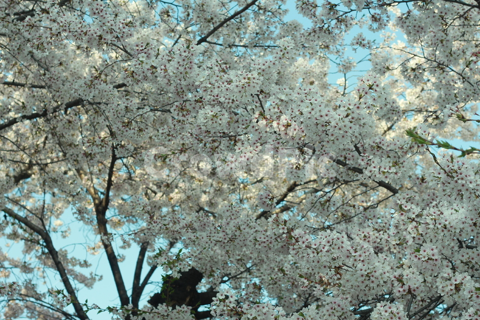 꽃,봄꽃,식물,flower,plants,봄,계절,spring,season,식물,자연,plants,nature,꽃,flower,plant,blossom
