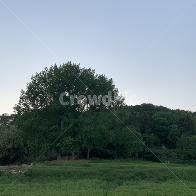 자연,나무,나홀로나무,field,nature,grassland