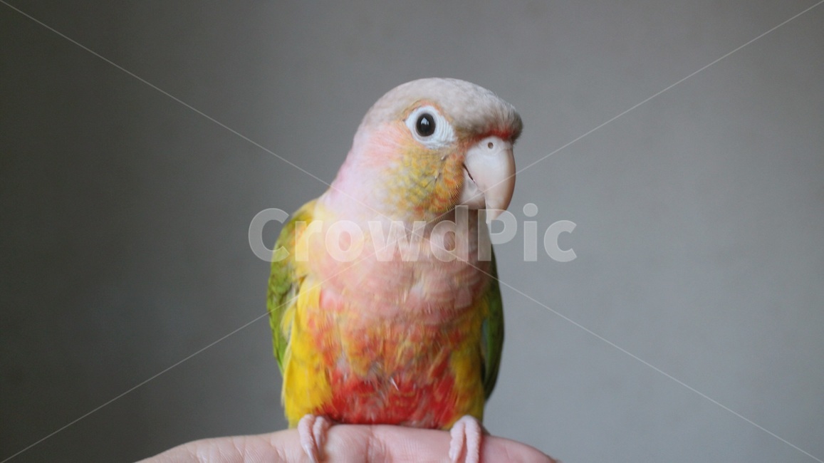 반려동물,애완동물,새,앵무새,동물,코뉴어,parrot,bird,animal