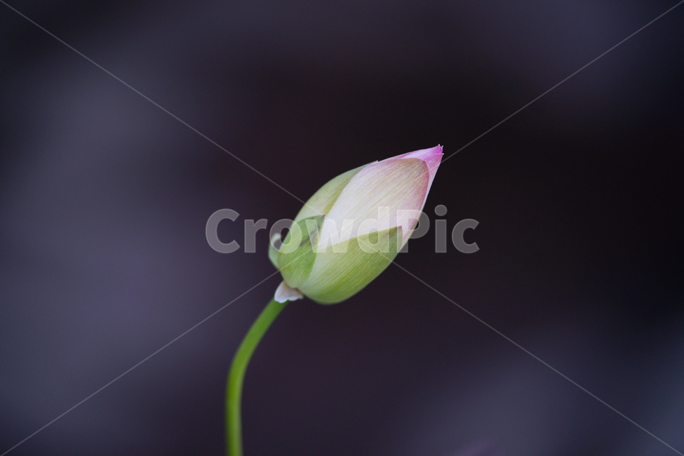 연,연꽃,식물,꽃,꽃봉오리,분홍색,녹색,줄기,식물,자연,plants,nature,꽃,flower