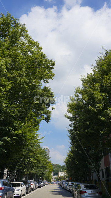 골목길,나무,주차장,자동차,차량,plant,tree,식물,transportation,교통,automobile,vehicle,car,sky,파란하늘,하늘,뒷골목,아파트,주차,그림자,맑은하늘,햇빛,도시,풍경,city,landscape,교통,교통수단,traffic,transportation,차