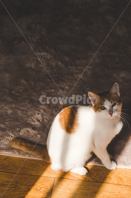 고양이,반려묘,포유류,pet,애완동물,동물,cat