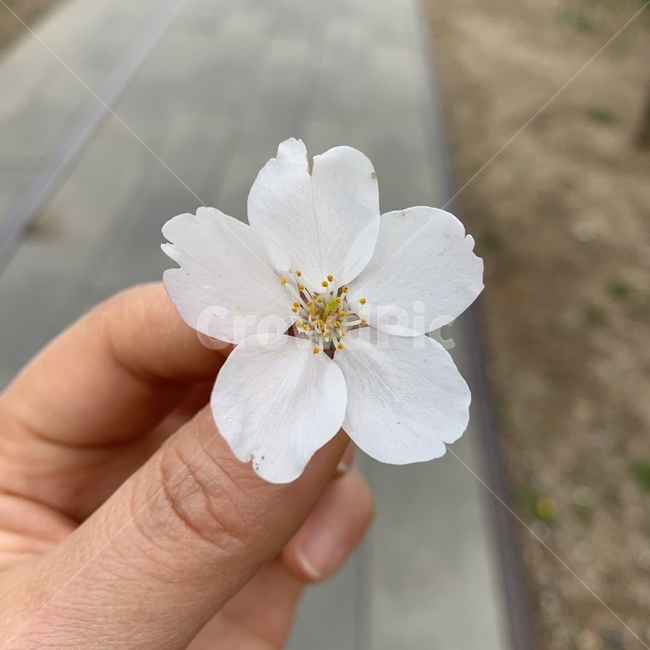 식물,꽃,벚꽃,plant,사람