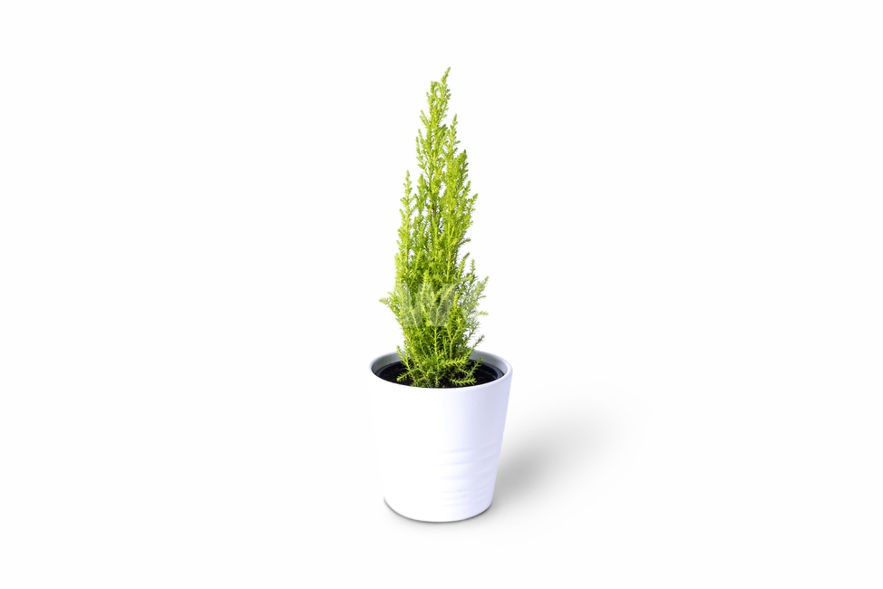 율마,레몬,식물,키우기,lemon,cypress,홈가드닝,가드닝,하얀배경,누끼,이미지,푸른,푸르른,초록,파란,독립된,깨끗한,정화,공기,관상용,집,신선한,자연,자유로운,식물,자연,plants,nature,실내용화초,화분,화초,house plant,누끼,remove background