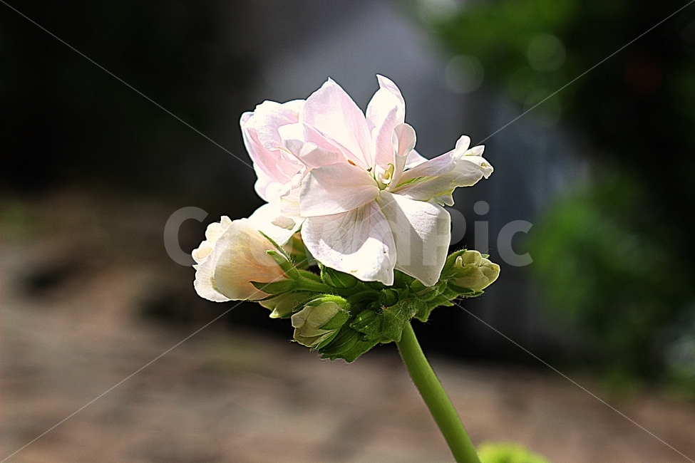 꽃,자연,하얀색,하얀꽃,flower,natural,식물,정화,피다,개화,길가,아름다움,식물,자연,plants,nature,꽃,flower