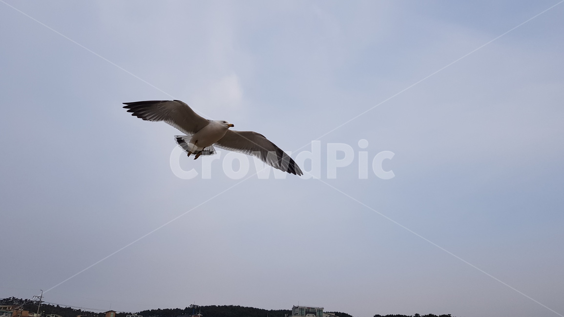 bird,새,동물,flying,나는,갈매기