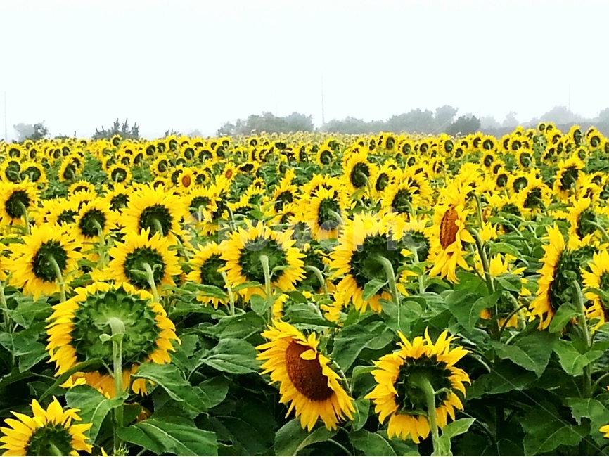 해바라기,제주도,우도,안개,꽃,여름,계절,summer,season,가을,fall,autumn,식물,자연,plants,nature,꽃,flower,plant,blossom
