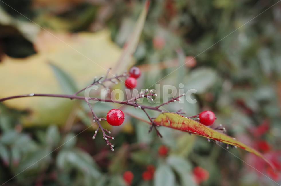 plant,식물,leaf,잎,fruit,열매,red,green,빨간,빨강,빨간열매,과일