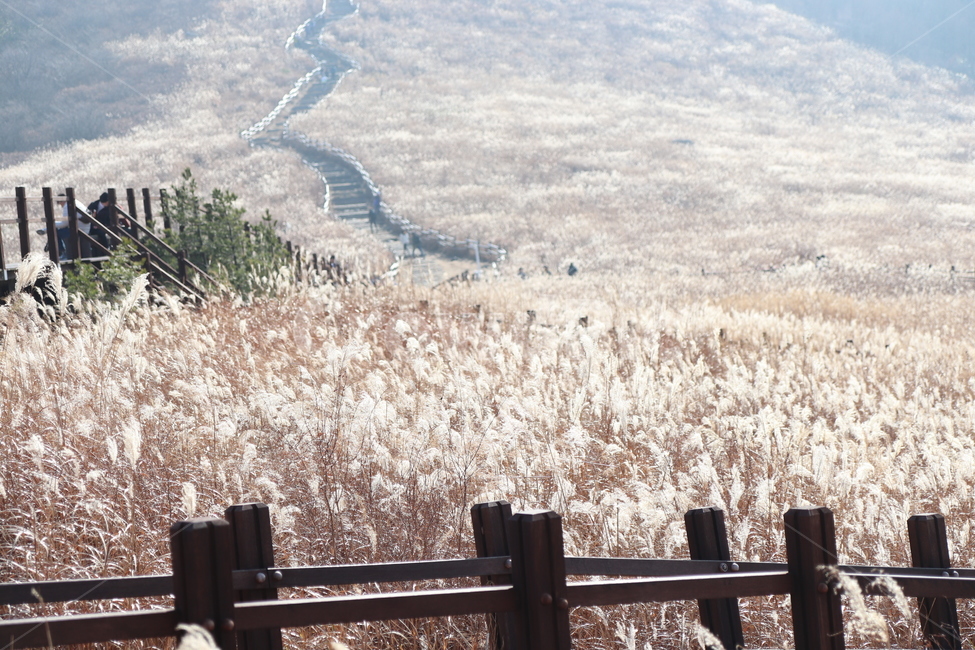 풍경,갈대,갈대밭,갈대평원,광활한,가을,계절,fall,autumn,season,자연,풍경,nature,landscape
