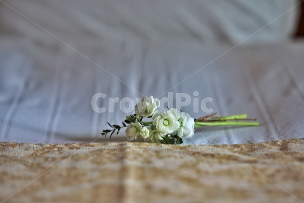 plant,식물,flower,blossom,꽃