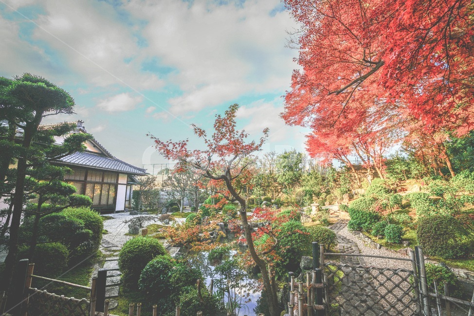 plant,식물,가을,autumn,단풍,maple,나무,tree,cloud,구름,기와집