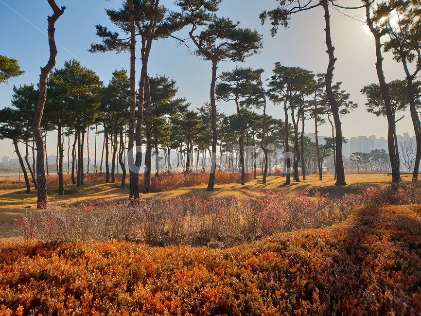 소나무숲,풍경,나무,겨울,자연,tree,plant,식물